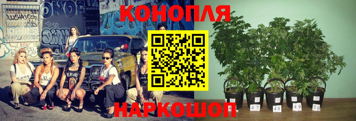 Марихуана MAZAR  Вход с VPN  Конопля VHQ  Кудрово  Марихуана конопля 
